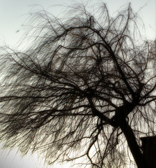weeping willow