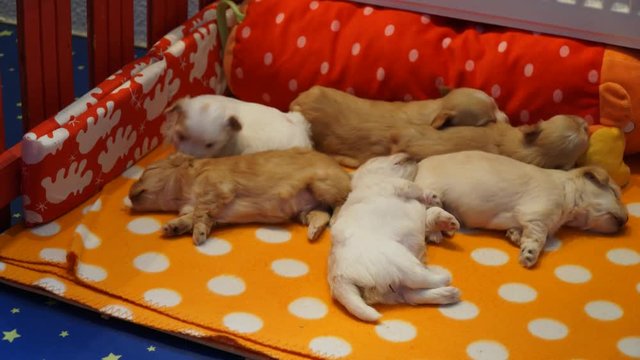 Sleeping havanese puppys timelaps