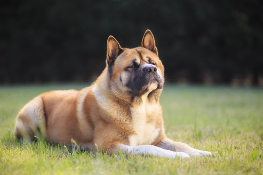 American Akita, Spitz, Dog, Catanzaro, Calabria, Italy