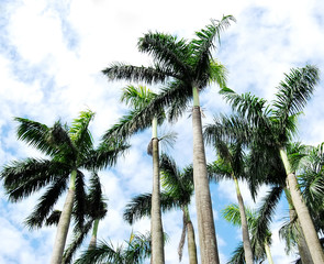 Royal palm trees swaying in the wind
