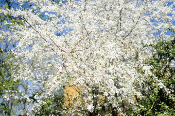 fruit tree in early spring