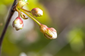 Beautiful cherry blossoms is sunny day, nature