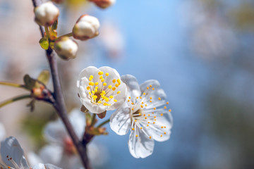 Beautiful cherry blossoms is sunny day, nature