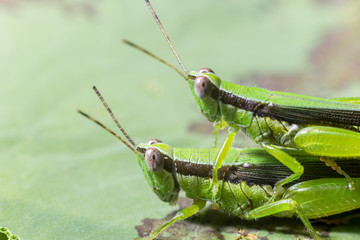 grasshopper mating on green leaf