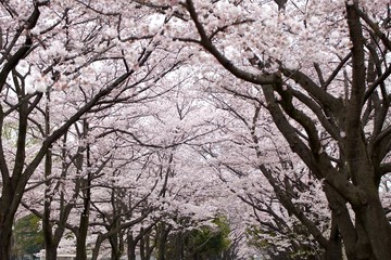 桜並木