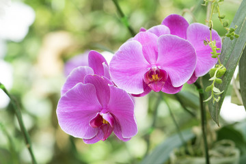 Fototapeta na wymiar Beautiful pink orchids flower in garden