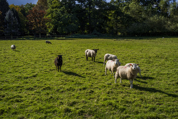 sheep in field