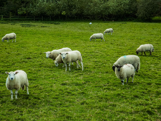 Obraz na płótnie Canvas sheep in field