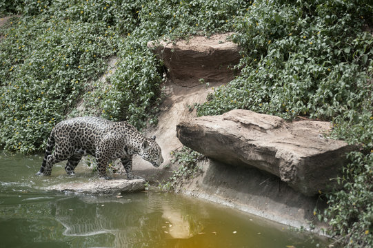 Beautiful Jaguar walking near pond in the forest.