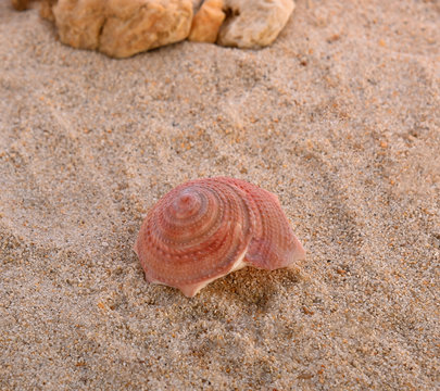 Pink shells on sand background