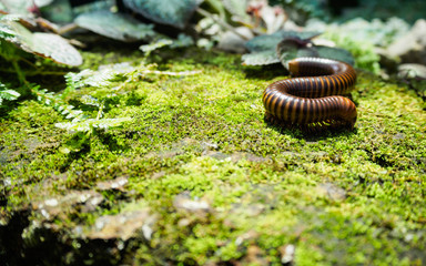 mature millipede on green moss