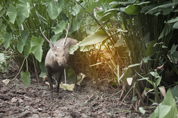 Buck deer hidden on the grass in the wild.