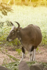 The wild gaur eating grass in the forest in Thailand