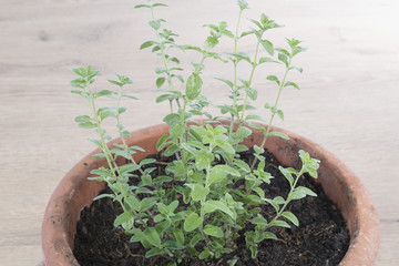 maggiorana in vaso fronte1