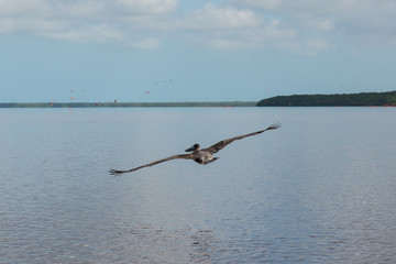 View of pink flamingos in Celestun, Mexico