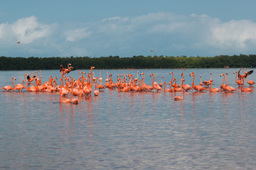 View of pink flamingos in Celestun, Mexico
