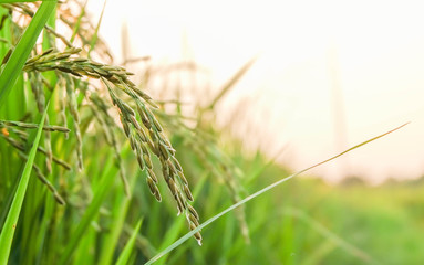 rice with bokeh-light in the morning. selective focus.