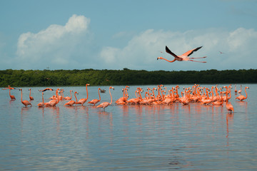 Fototapeta premium View of pink flamingos in Celestun, Mexico