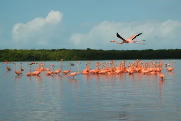 Photo sur Aluminium Flamant View of pink flamingos in Celestun, Mexico