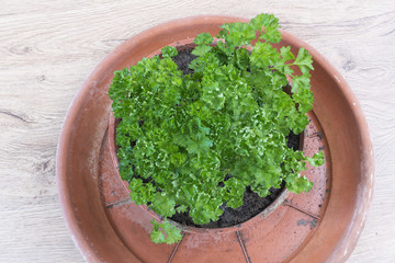 prezzemolo riccio dall'alto