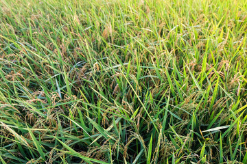 rice with bokeh-light in the morning. selective focus.