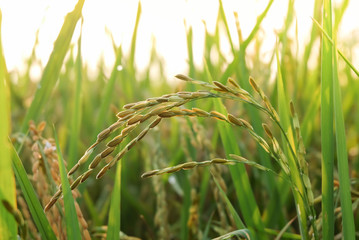 rice with bokeh-light in the morning. selective focus.