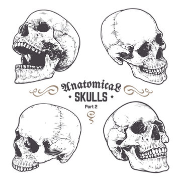 Naklejki Anatomical Skulls Vector Set