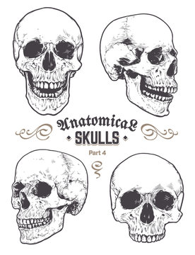 Naklejki Anatomical Skulls Vector Set