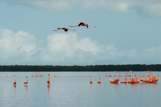 Fototapeta View of pink flamingos in Celestun, Mexico