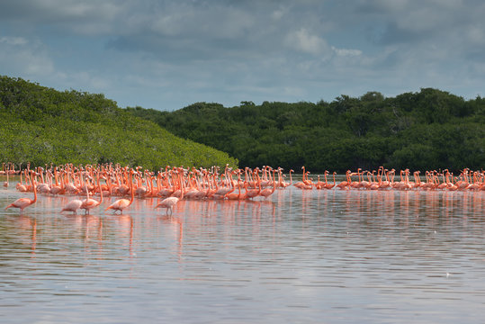 Fototapeta View of pink flamingos in Celestun, Mexico