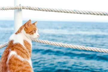 Crédence de cuisine en verre imprimé Chat Cute red cat looking away sitting on pier at seaside