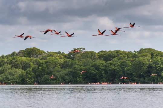 Fototapeta View of pink flamingos in Celestun, Mexico