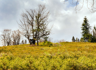wild mountain landscape in overcast spring morning