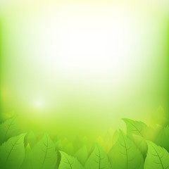 Fototapeta na wymiar Abstract gradient green background with transparency leaf for ecology concepts 002