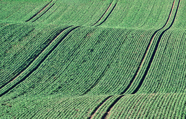Abstract of green crop lines on rolling hillside with directional sunlight and leading lines