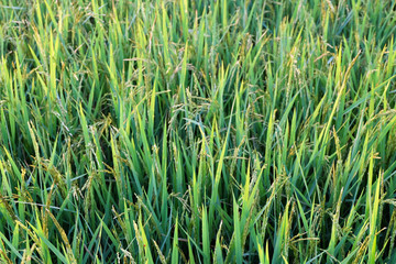 rice with bokeh-light in the morning. selective focus.