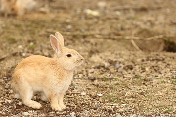 大久野島のうさぎ
