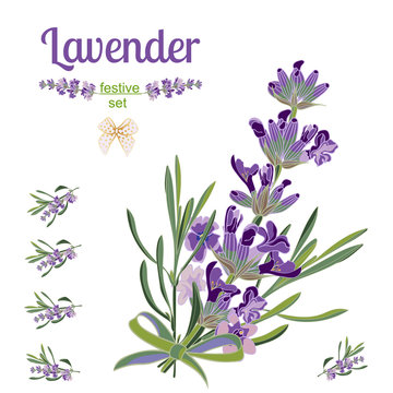 Set festive border and elements with Lavender flowers for greeting card. Botanical illustration.