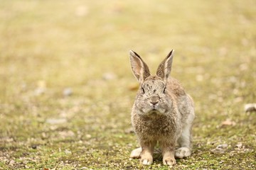 大久野島のうさぎ