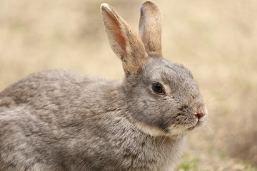 大久野島のうさぎ