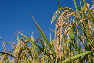 ear of rices on plantation with blue sky, selected focus subject on the right.