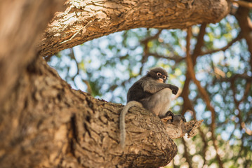 Dusky leaf monkey (Trachypithecus obscurus) also known as spectacled langur sits on a massive tree...