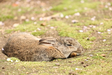 大久野島のうさぎ