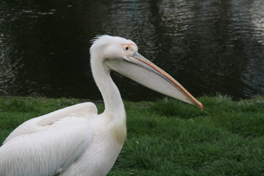 pellicano