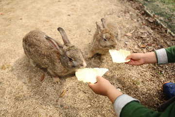 大久野島のうさぎ