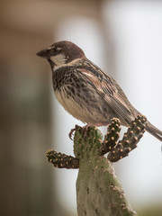 passero spagnolo,si riposa su un cactus