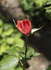 Ancient rose in a front garden 