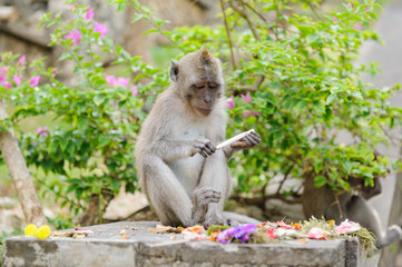 Naklejka na ściany i meble バリ島の猿