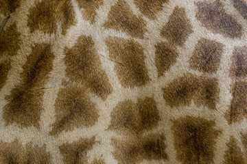 Genuine leather skin of giraffe with light and dark brown spots.