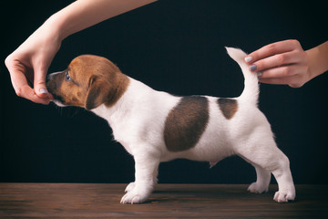 Human hands holding puppy standing and posing at dog show